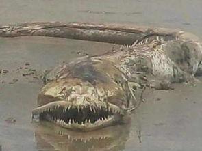 新闻几年前爆料的海怪,揭秘新闻爆料中的深海巨兽