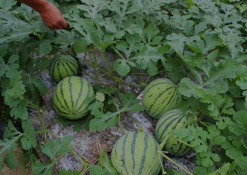 山西运城网红吃瓜事件,一场网络狂欢背后的真相揭秘